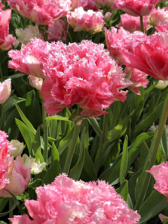 Acheter des bulbes de tulipes - Crispion Sweet