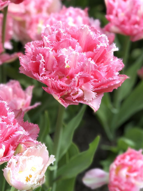 Tulipes roses pivoine | DutchGrown™