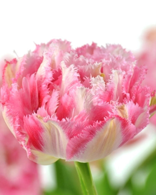 Tulipes roses pivoine - Bulbes de tulipes de Hollande