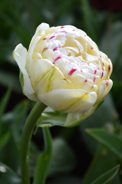 Tulipe Danceline - blanc rose et rouge