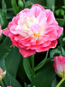 Tulipe Double Sugar