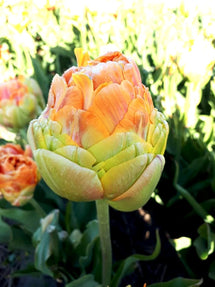 Tulipe Giant Peach™