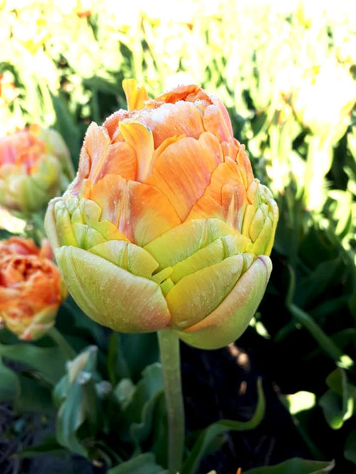 Tulipe Giant Peach - Bulbes à fleurs de DutchGrown™