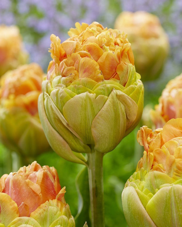 Tulipe Giant Peach - Bulbes de tulipes de Hollande - DutchGrown™