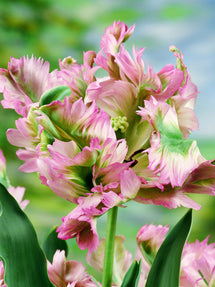 Tulipe Green Wave