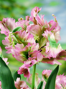 Tulipe Green Wave