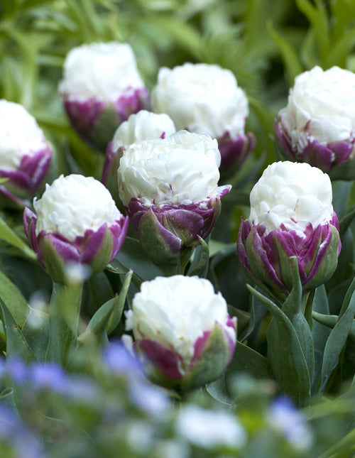 Tulipe ice cream - Livraison en France