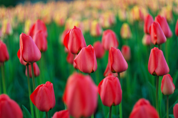 Acheter des bulbes de tulipes - Tulipe Jumbo Cherry