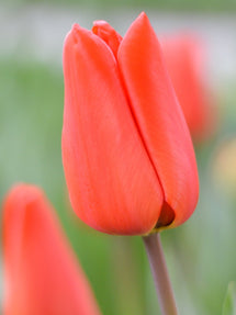 Tulipe Orange XXL