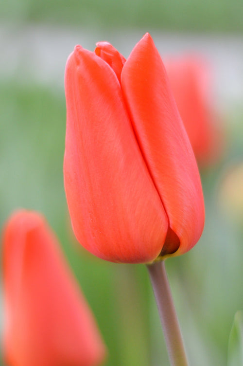 Tulipe Orange XXL - Livraison en France de Hollande