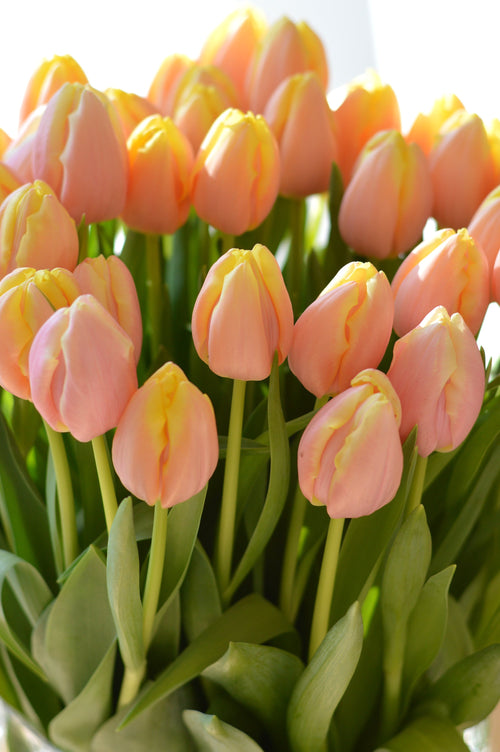 Tulipe Mango Charm - Bulbes de tulipes de Hollande