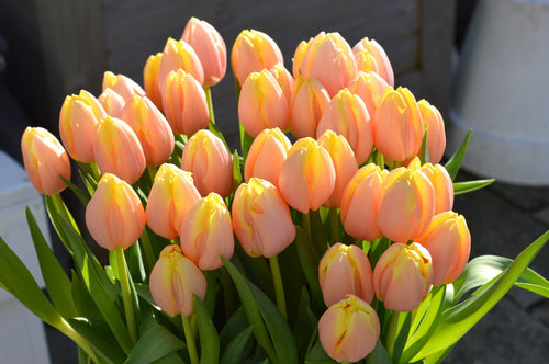 Tulipe Mango Charm - Livraison en France | DutchGrown™