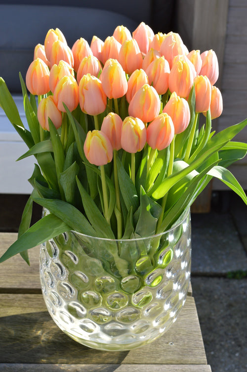 Tulipe Mango Charm - Bulbes à fleurs de DutchGrown™