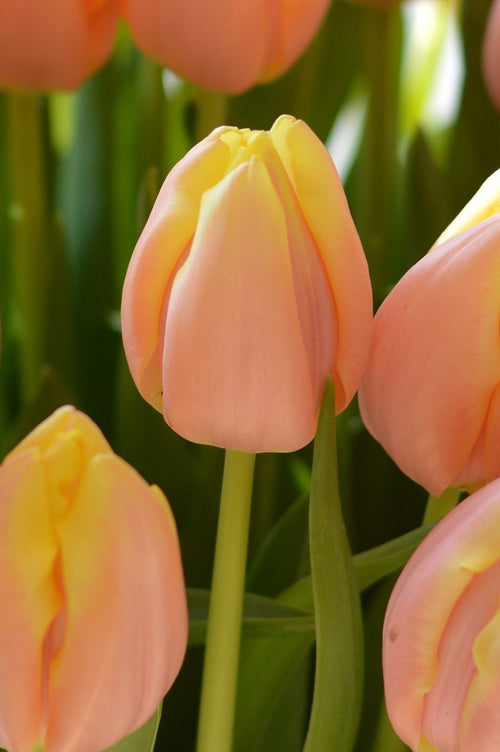 Tulipe Mango Charm - Bulbes de fleurs roses, oranges et jaunes
