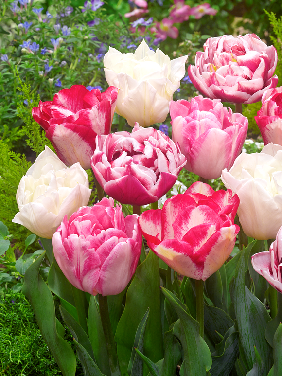Collection Tulipe Marshmallow - rose et blanc - DutchGrown™