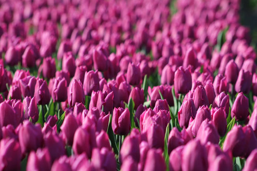 Tulipe Negrita - Bulbes à fleurs de DutchGrown™