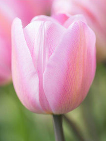 Tulipe Jumbo Rose