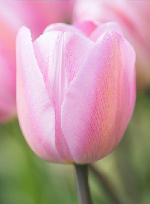 Tulipe Jumbo Rose - Livraison en France de Hollande