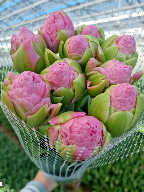 Acheter Tulipe Strawberry Cream - Expédition d'automne