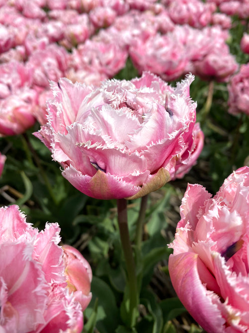 Tulipe Sugar Crystal (Sucre Cristal)