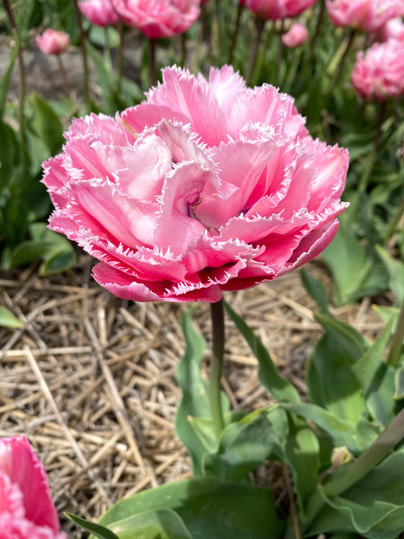 Tulipe Sugar Crystal (Sucre Cristal)