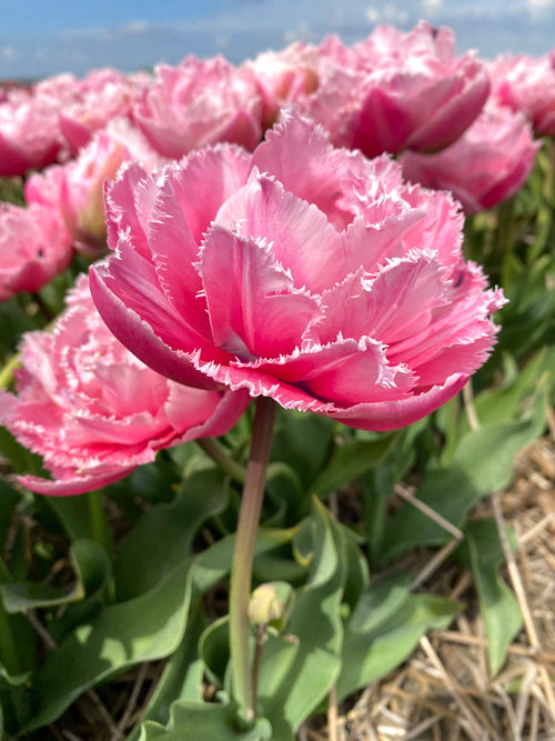 Tulipe Sugar Crystal (Sucre Cristal)