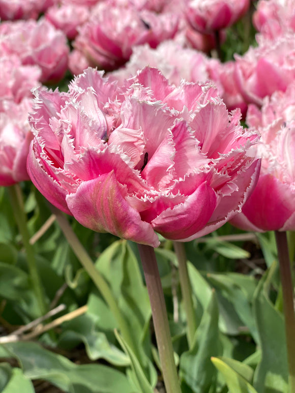 Tulipe Sugar Crystal (Sucre Cristal)