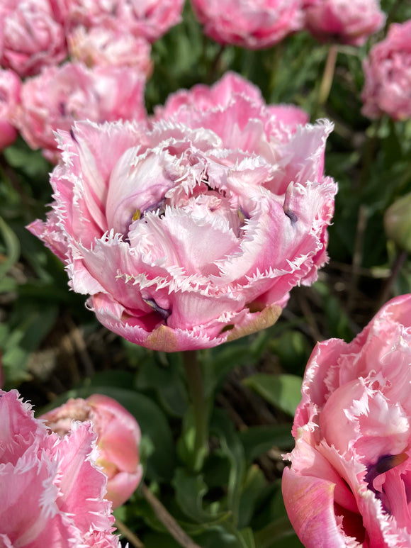 Tulipe Sugar Crystal (Sucre Cristal)