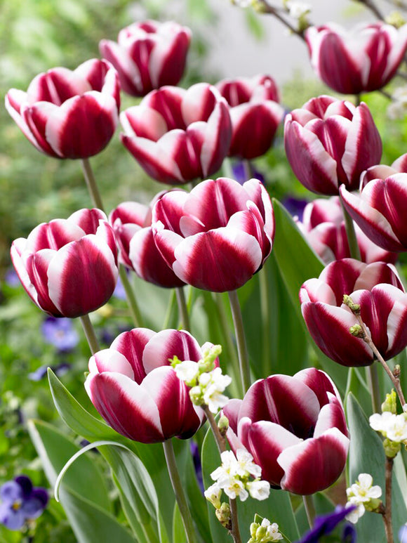 Tulipe Tiramisu - DutchGrown