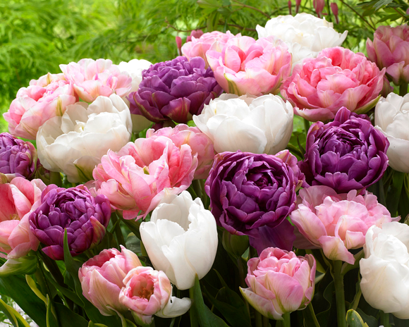 Collection de cadeaux de mariage de bulbes de tulipes