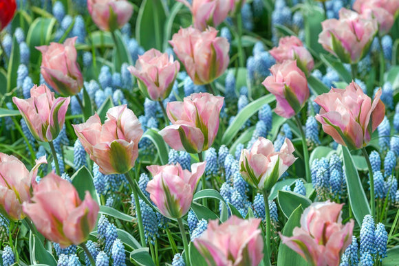 Tulipe China Town - Bulbes à fleurs de DutchGrown™