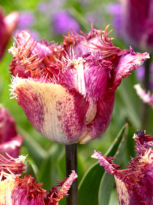 Acheter Tulipe Colour Fusion - Livraison en automne
