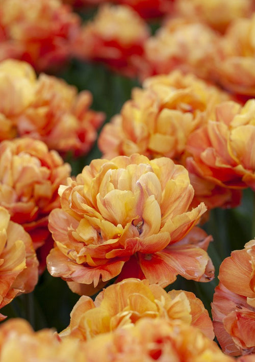 bulbes de tulipes oranges - Tulipe Olivia de DutchGrown™