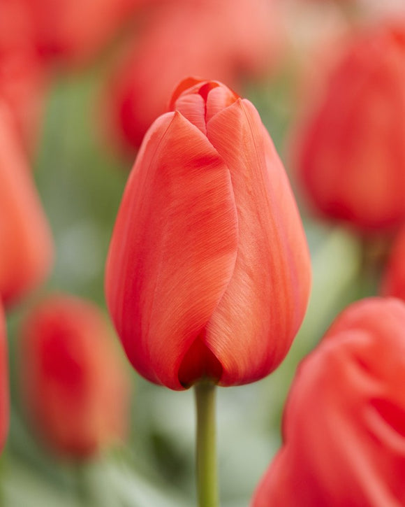 Tulipe Orange XXL - Bulbes à fleurs de DutchGrown™