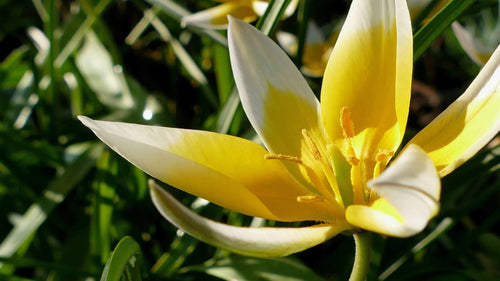 Tulipe Dasystemon Tarda - Bulbes de tulipes de Hollande - Livraison en France
