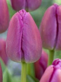 Tulipe Purple Pride