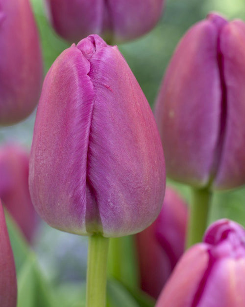 Acheter Tulipe Purple Pride - DutchGrown™